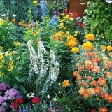 Koje trajnice se sade u jesen